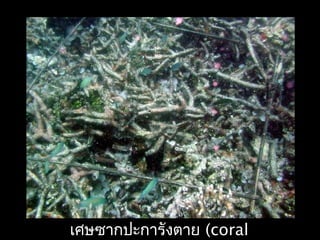 เศษซากปะการังตาย (coral
 