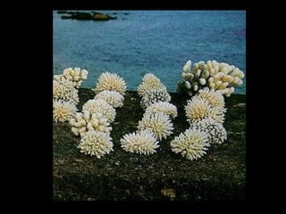 Coral lec02