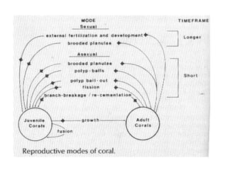 Coral lec02