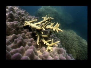 Coral lec02
