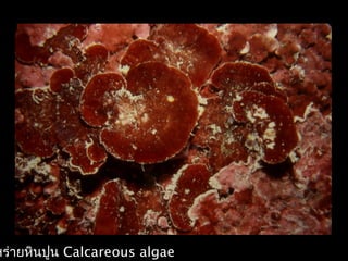 หร่ายหินปูน Calcareous algae
 