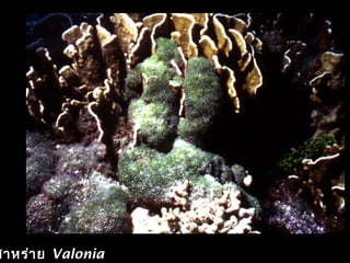 สาหร่าย Valonia
 