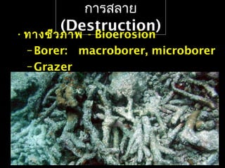 การสลาย
(Destruction)•ทางชีวภาพ - Bioerosion
–Borer: macroborer, microborer
–Grazer
 