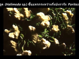 รูด (Halimeda sp.) ขึ้นแทรกระหว่างกิ่งปะการัง Porites
 