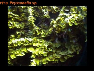 หร่าย Peyssonelia sp.
 
