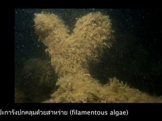 ปะการังปกคลุมด้วยสาหร่าย (filamentous algae)
 