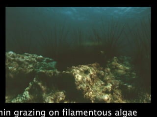 hin grazing on filamentous algae
 