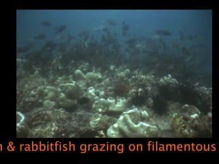 h & rabbitfish grazing on filamentous
 