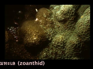 มทะเล (zoanthid)
 