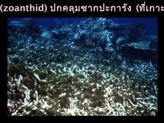 (zoanthid) ปกคลุมซากปะการัง (ที่เกาะ
 