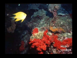 ฟองนำ้า
sponge
 