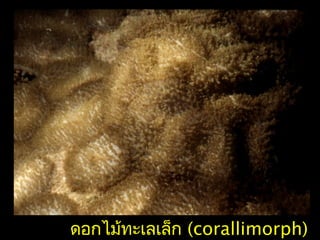 ดอกไม้ทะเลเล็ก (corallimorph)
 
