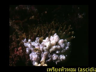 เพรียงหัวหอม (ascidia
 