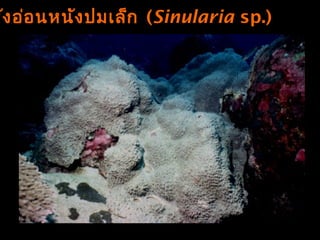 รังอ่อนหนังปมเล็ก (Sinularia sp.)
 