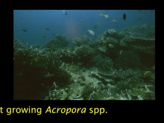 t growing Acropora spp.
 