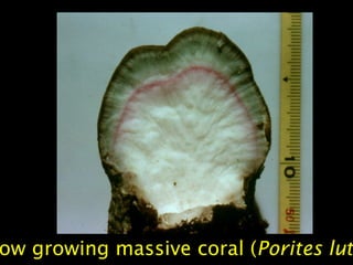 ow growing massive coral (Porites lut
 