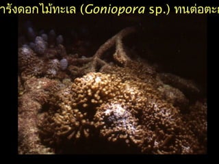 ารังดอกไม้ทะเล (Goniopora sp.) ทนต่อตะก
 