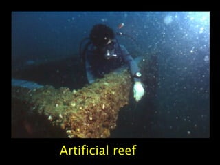 Artificial reef
 