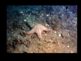 Coral lec02