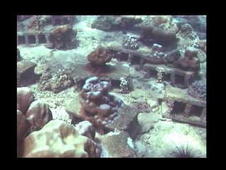 Coral lec02