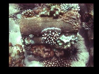 Coral lec02