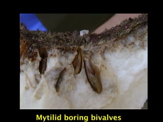 Mytilid boring bivalves
 