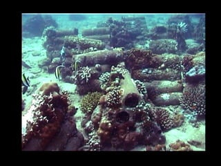 Coral lec02