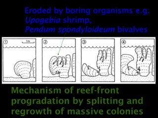 Mechanism of reef-front
progradation by splitting and
regrowth of massive colonies
Eroded by boring organisms e.g.
Upogebia shrimp,
Pendum spondyloideum bivalves
 