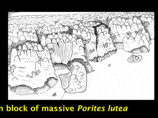 n block of massive Porites lutea
 