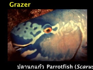 ปลานกแก้ว Parrotfish (Scarus
Grazer
 