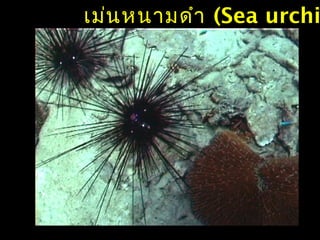 เม่นหนามดำา (Sea urchi
 