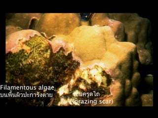 Filamentous algae
บนพื้นผิวปะการังตาย รอยครูดไถ
(grazing scar)
 