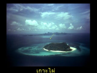 ๶กาะไผ่
 