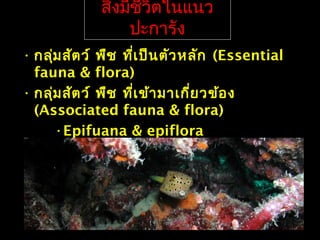 สิ่งมีชีวิตในแนว
ปะการัง
• กลุ่มสัตว์ พืช ที่เป็นตัวหลัก (Essential
fauna & flora)
• กลุ่มสัตว์ พืช ที่เข้ามาเกี่ยวข้อง
(Associated fauna & flora)
•Epifuana & epiflora
•Mobile fauna
 