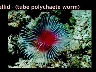 ellid - (tube polychaete worm)
 