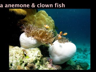 a anemone & clown fish
 