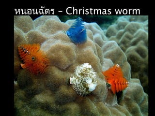 –หนอนฉัตร Christmas worm
 