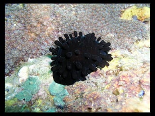 Coral lec02
