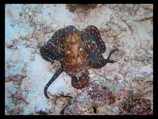Coral lec02