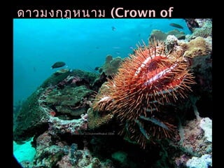ดาวมงกุฎหนาม (Crown of
thorns starfish)
 