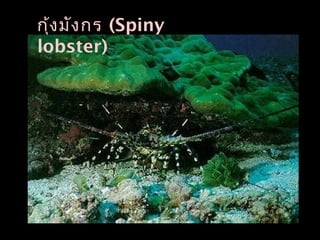 กุ้งมังกร (Spiny
lobster)
 
