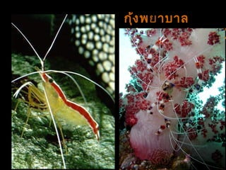 กุ้งพยาบาล
(cleaner shrimp)
 