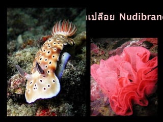 ทากเปลือย Nudibranc
 