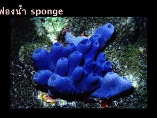 ฟองนำ้า sponge
 