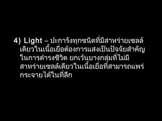 4) Light – ปะการังทุกชนิดที่มีสาหร่ายเซลล์
เดียวในเนื้อเยื่อต้องการแสงเป็นปัจจัยสำาคัญ
ในการดำารงชีวิต ยกเว้นบางกลุ่มที่ไม่มี
สาหร่ายเซลล์เดียวในเนื้อเยื่อที่สามารถแพร่
กระจายได้ในที่ลึก
 