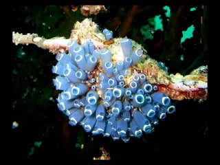 Coral lec02