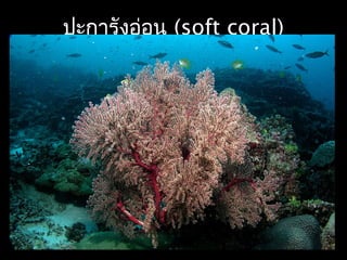 ปะการังอ่อน (soft coral)
 