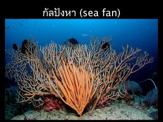 กัลปังหา (sea fan)
 