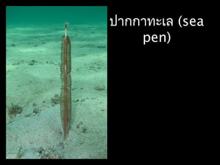 ปากกาทะเล (sea
pen)
 