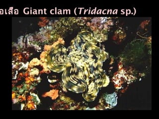 อเสือ Giant clam (Tridacna sp.)
 